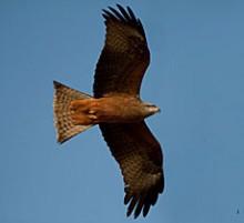 Avistamiento de aves en el Estrecho