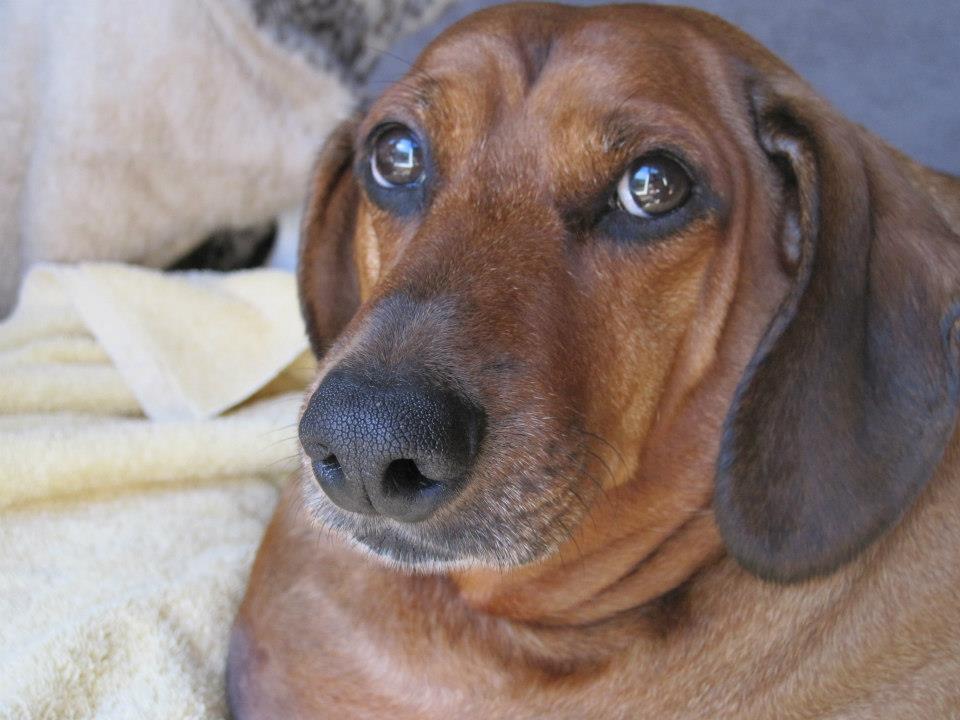 El perro mas gordo del mundo