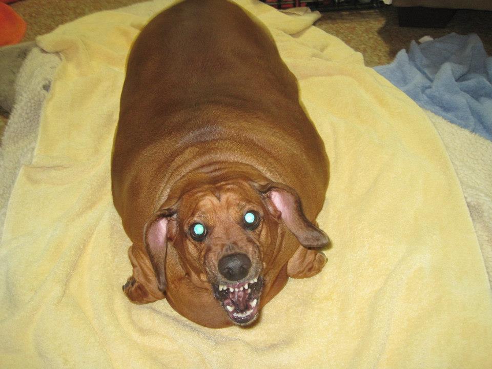 El perro mas gordo del mundo