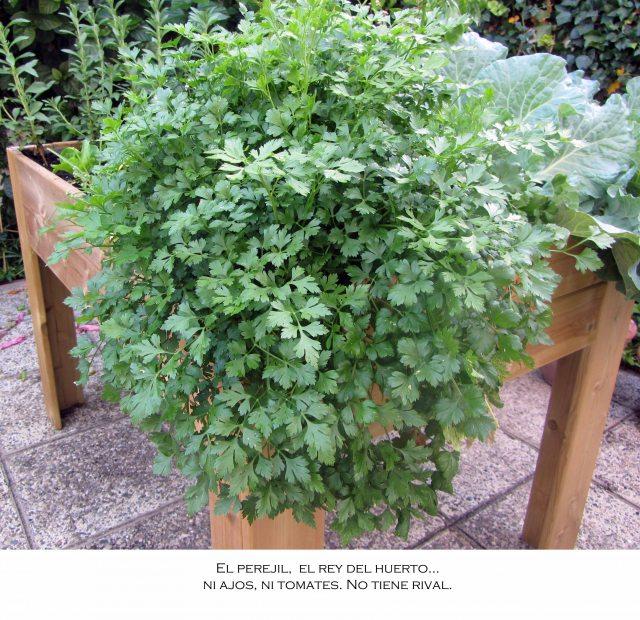 perejil La soledad del ajo.