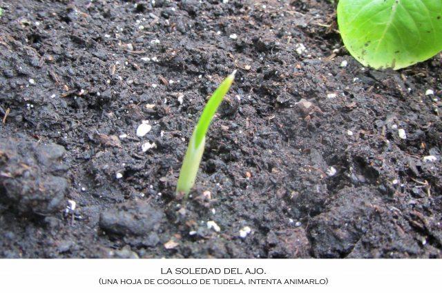 soledadjpg La soledad del ajo.