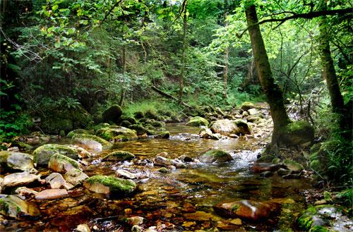 Río Espinaredo Un bosque encantado de “Sombreros”