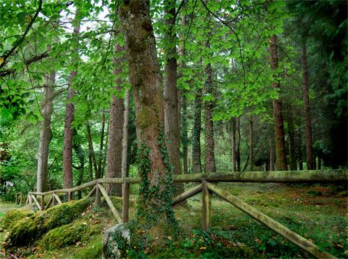 Bosque de Riofabar Un bosque encantado de “Sombreros”