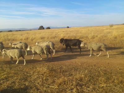Un día a la inglesa... Un día a la inglesa...