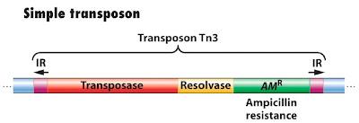 Transposones de clase I