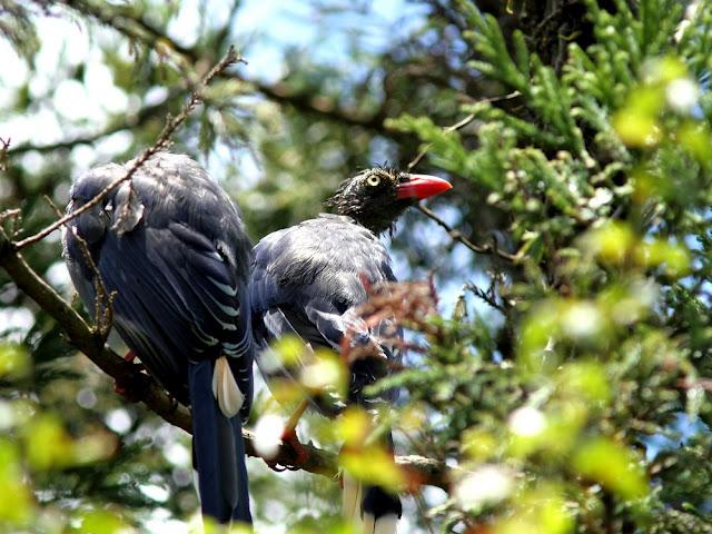 BIRDWATCHING PHILIPPINES-OBSERVANDO AVES EN FILIPINAS