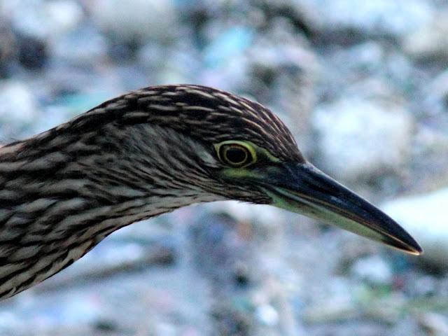 BIRDWATCHING PHILIPPINES-OBSERVANDO AVES EN FILIPINAS