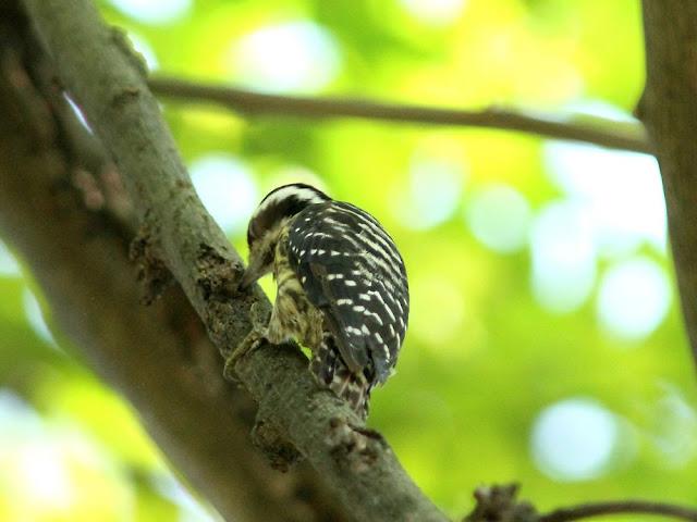 BIRDWATCHING PHILIPPINES-OBSERVANDO AVES EN FILIPINAS