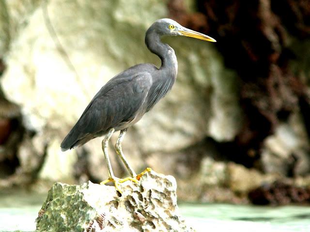 BIRDWATCHING PHILIPPINES-OBSERVANDO AVES EN FILIPINAS