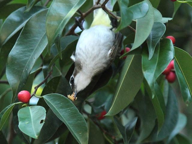 BIRDWATCHING PHILIPPINES-OBSERVANDO AVES EN FILIPINAS