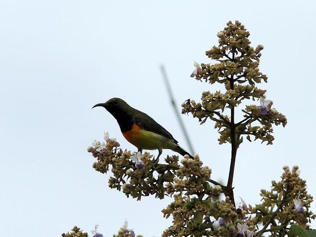 BIRDWATCHING PHILIPPINES-OBSERVANDO AVES EN FILIPINAS