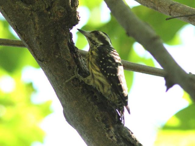 BIRDWATCHING PHILIPPINES-OBSERVANDO AVES EN FILIPINAS