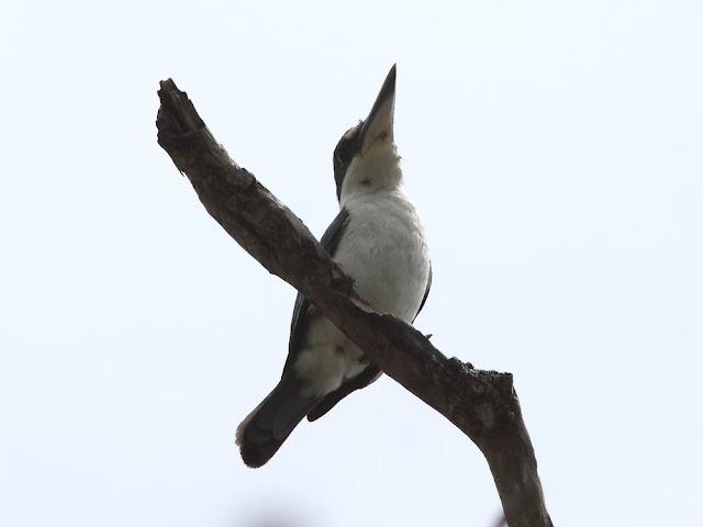 BIRDWATCHING PHILIPPINES-OBSERVANDO AVES EN FILIPINAS