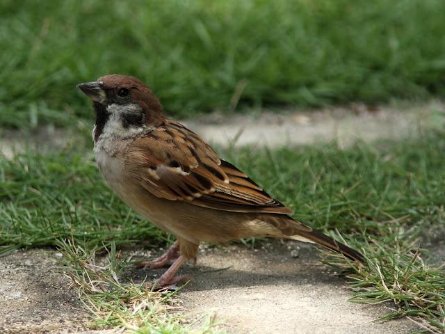 BIRDWATCHING PHILIPPINES-OBSERVANDO AVES EN FILIPINAS