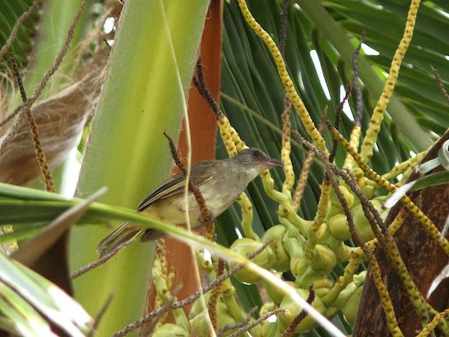 BIRDWATCHING PHILIPPINES-OBSERVANDO AVES EN FILIPINAS