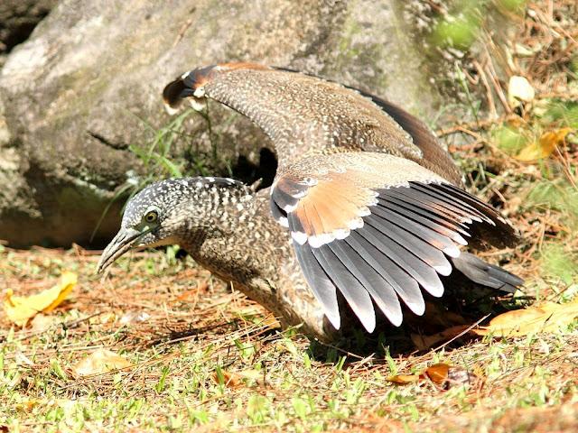 BIRDWATCHING PHILIPPINES-OBSERVANDO AVES EN FILIPINAS