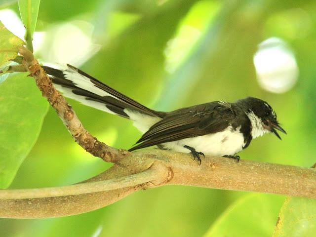 BIRDWATCHING PHILIPPINES-OBSERVANDO AVES EN FILIPINAS