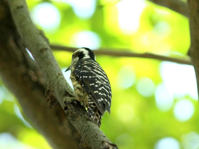 BIRDWATCHING PHILIPPINES-OBSERVANDO AVES EN FILIPINAS