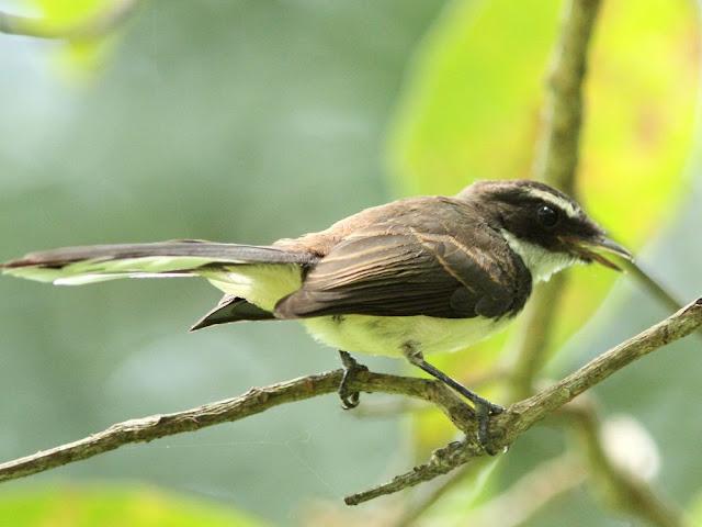 BIRDWATCHING PHILIPPINES-OBSERVANDO AVES EN FILIPINAS