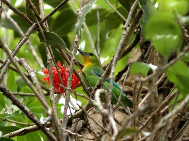 BIRDWATCHING PHILIPPINES-OBSERVANDO AVES EN FILIPINAS