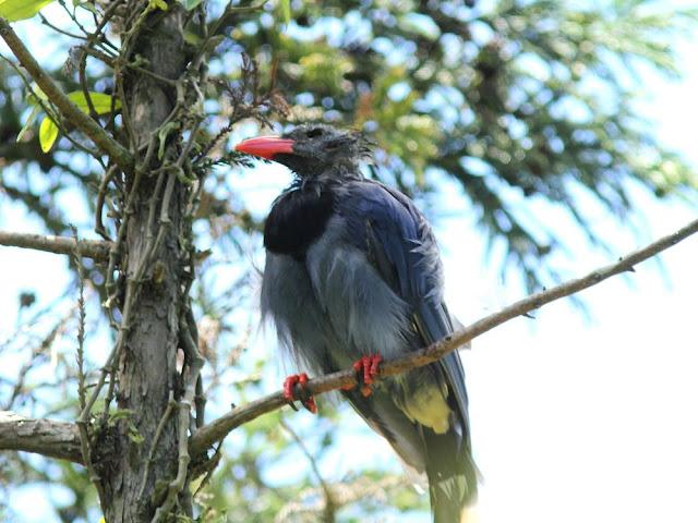 BIRDWATCHING PHILIPPINES-OBSERVANDO AVES EN FILIPINAS