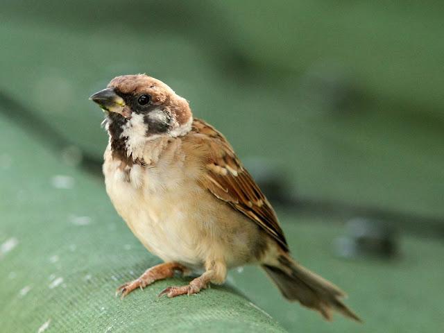 BIRDWATCHING PHILIPPINES-OBSERVANDO AVES EN FILIPINAS