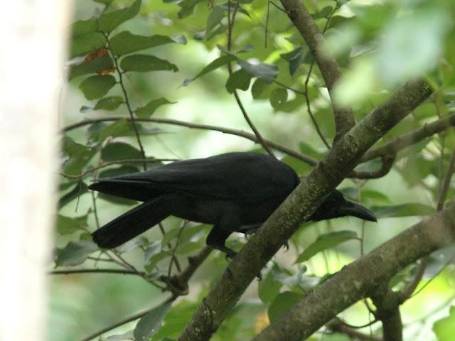 BIRDWATCHING PHILIPPINES-OBSERVANDO AVES EN FILIPINAS