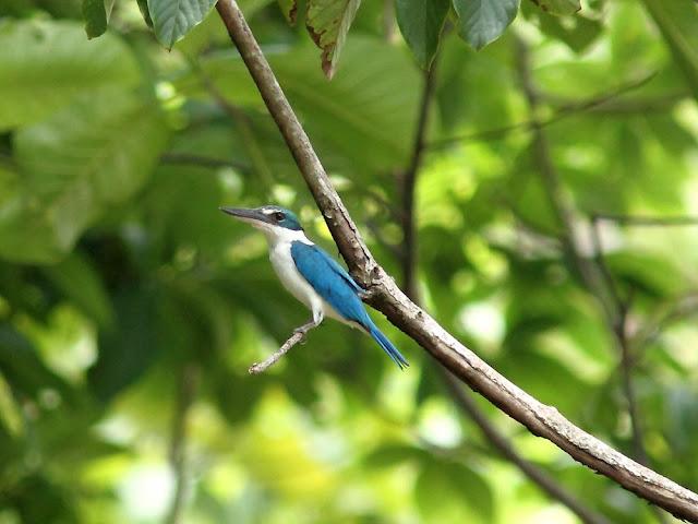 BIRDWATCHING PHILIPPINES-OBSERVANDO AVES EN FILIPINAS