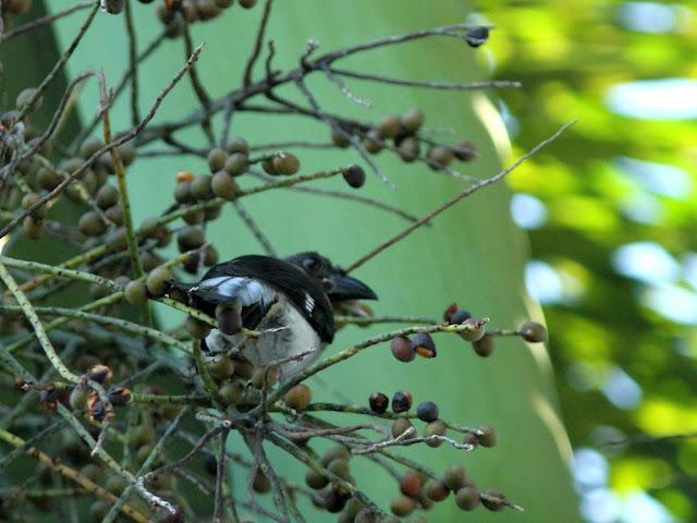 BIRDWATCHING PHILIPPINES-OBSERVANDO AVES EN FILIPINAS