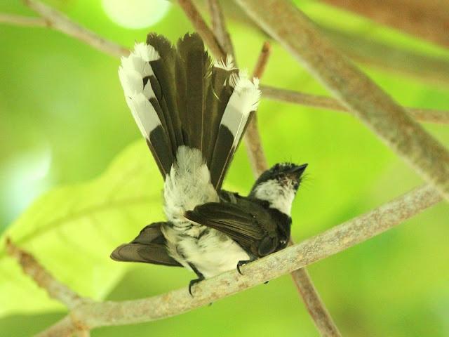 BIRDWATCHING PHILIPPINES-OBSERVANDO AVES EN FILIPINAS