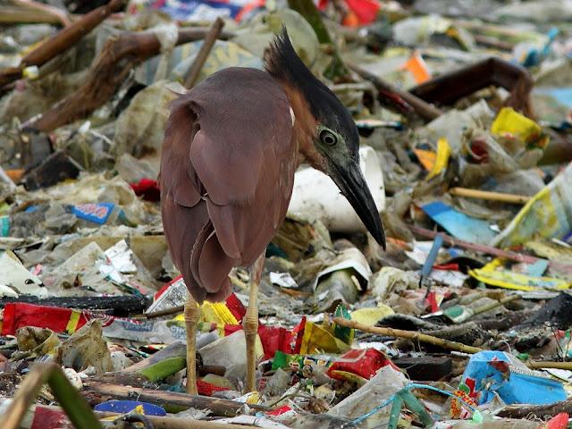 BIRDWATCHING PHILIPPINES-OBSERVANDO AVES EN FILIPINAS