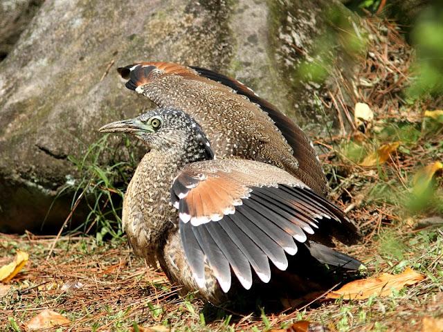 BIRDWATCHING PHILIPPINES-OBSERVANDO AVES EN FILIPINAS