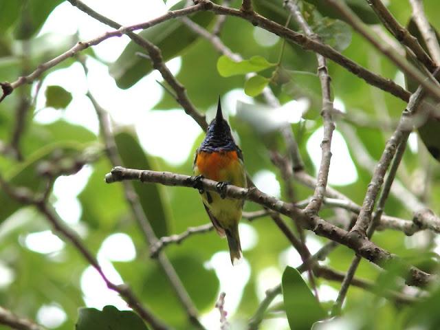 BIRDWATCHING PHILIPPINES-OBSERVANDO AVES EN FILIPINAS