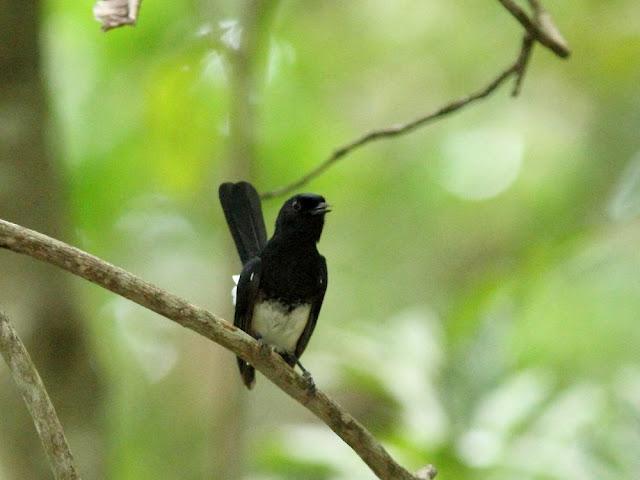 BIRDWATCHING PHILIPPINES-OBSERVANDO AVES EN FILIPINAS