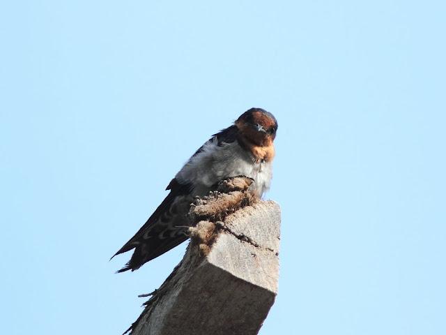 BIRDWATCHING PHILIPPINES-OBSERVANDO AVES EN FILIPINAS