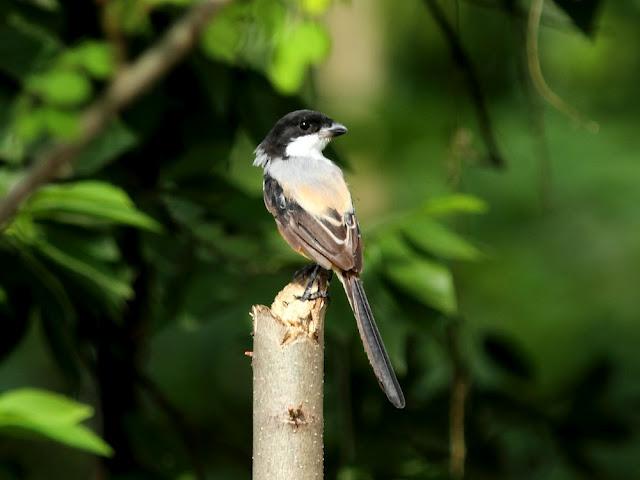 BIRDWATCHING PHILIPPINES-OBSERVANDO AVES EN FILIPINAS