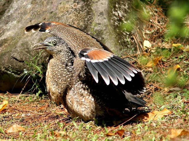 BIRDWATCHING PHILIPPINES-OBSERVANDO AVES EN FILIPINAS