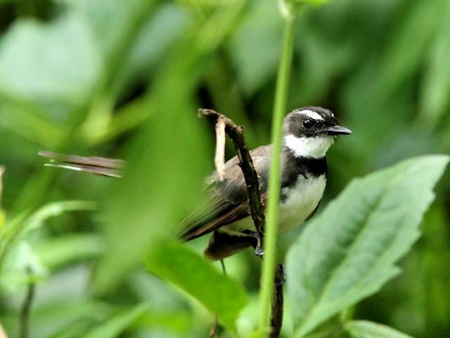 BIRDWATCHING PHILIPPINES-OBSERVANDO AVES EN FILIPINAS