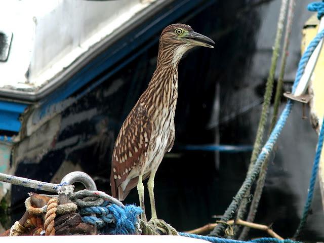 BIRDWATCHING PHILIPPINES-OBSERVANDO AVES EN FILIPINAS