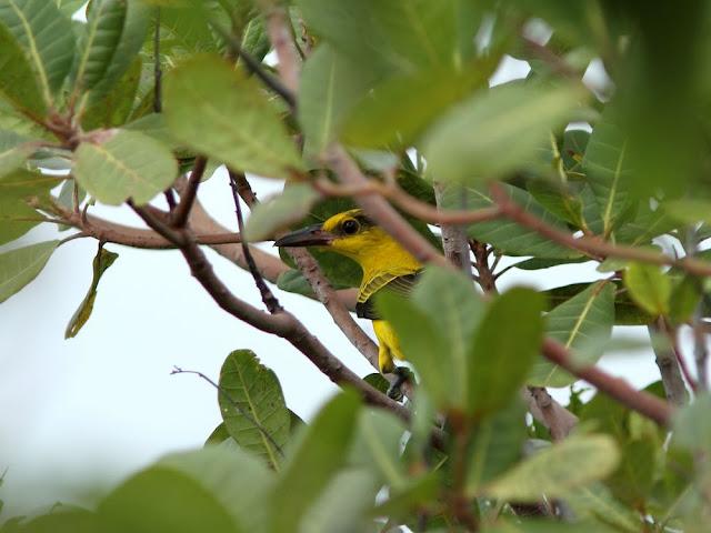 BIRDWATCHING PHILIPPINES-OBSERVANDO AVES EN FILIPINAS