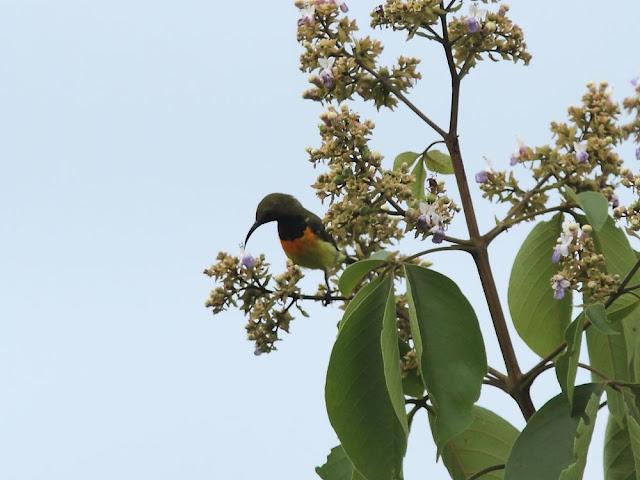 BIRDWATCHING PHILIPPINES-OBSERVANDO AVES EN FILIPINAS