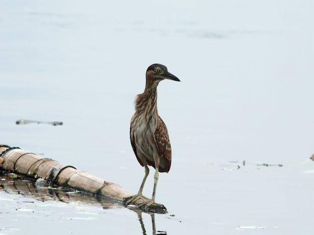 BIRDWATCHING PHILIPPINES-OBSERVANDO AVES EN FILIPINAS