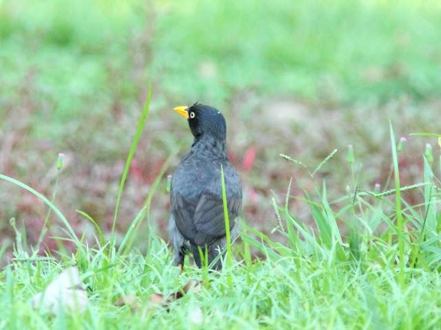 BIRDWATCHING PHILIPPINES-OBSERVANDO AVES EN FILIPINAS