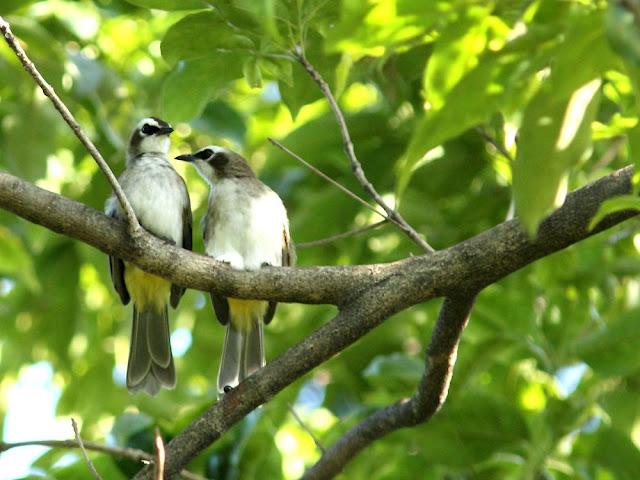 BIRDWATCHING PHILIPPINES-OBSERVANDO AVES EN FILIPINAS