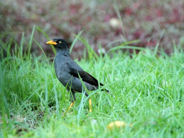 BIRDWATCHING PHILIPPINES-OBSERVANDO AVES EN FILIPINAS