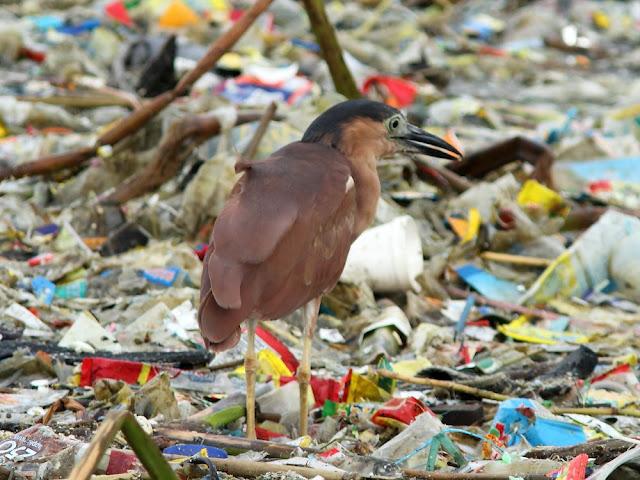 BIRDWATCHING PHILIPPINES-OBSERVANDO AVES EN FILIPINAS