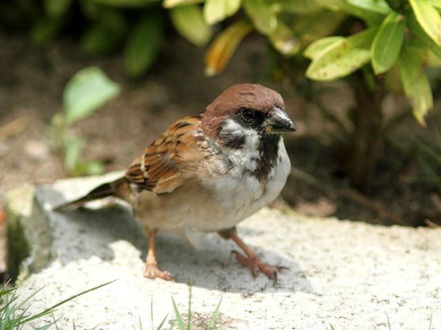 BIRDWATCHING PHILIPPINES-OBSERVANDO AVES EN FILIPINAS