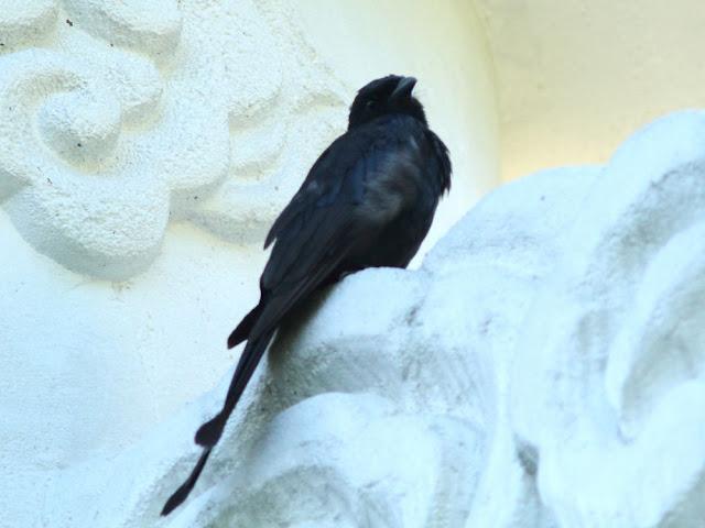 BIRDWATCHING PHILIPPINES-OBSERVANDO AVES EN FILIPINAS