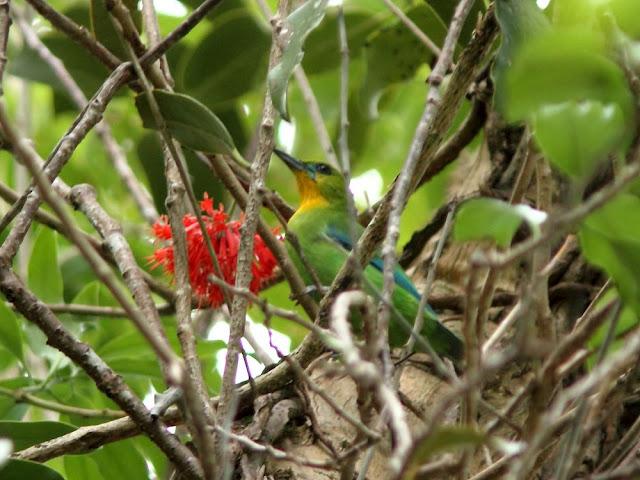 BIRDWATCHING PHILIPPINES-OBSERVANDO AVES EN FILIPINAS