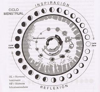 El ciclo menstrual y las fases de la luna
